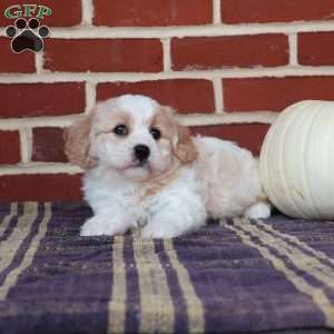 Archer, Cavachon Puppy
